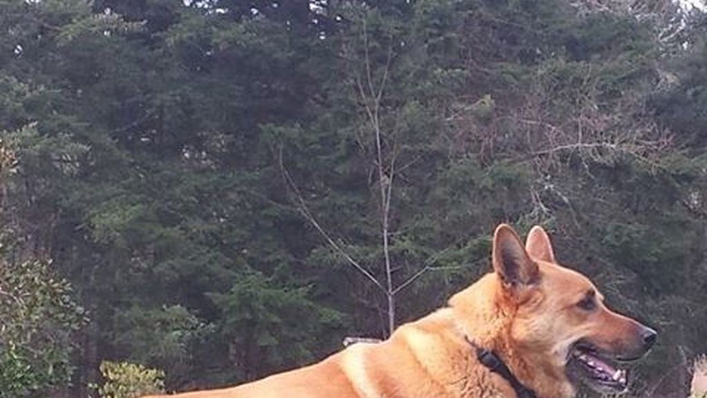 Perro de Salma Hayek