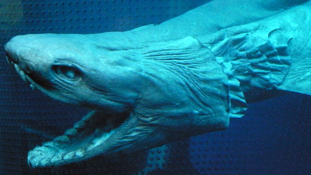 Los ocho monstruos marinos más raros del mundo