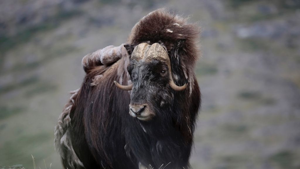 La familia Canela-Margarit en la última entrega de 'Espíritu salvaje'