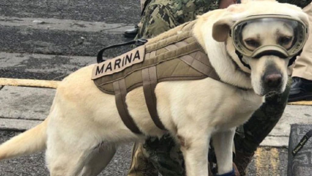 Frida, la perra que salvó a más de 50 personas en México