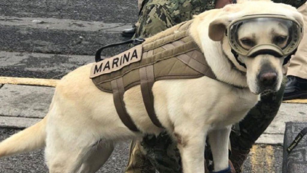 Frida, la perra que salvó a más de 50 personas en México