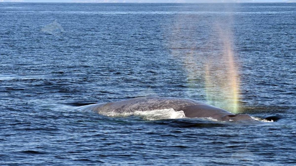 ¡Cetáceo a la vista! Una ballena azul llega a las costas gallegas