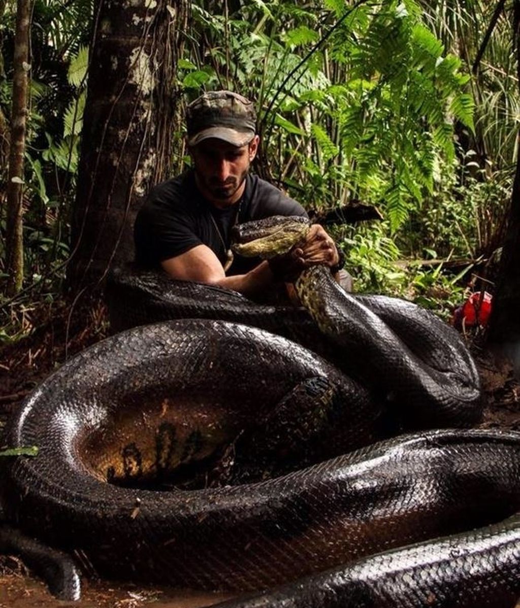 Paul Rosolie es engullido por una anaconda