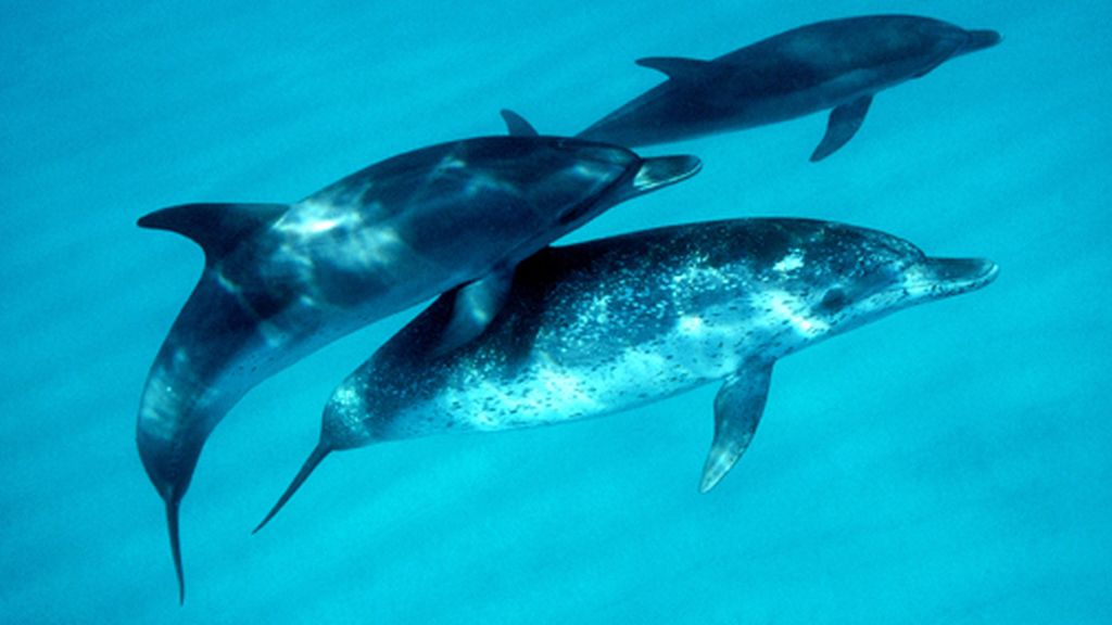 delfines