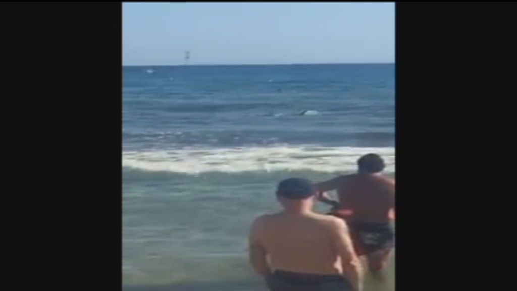Pánico entre los bañistas por un tiburón en una playa de Benidorm