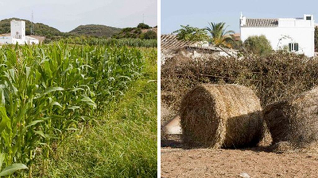 agricultura