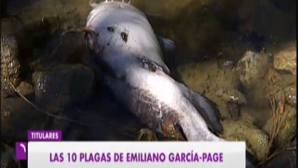 Peces muertos RTVCLM
