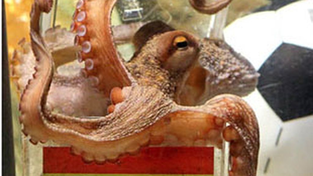 El pulpo Paul.