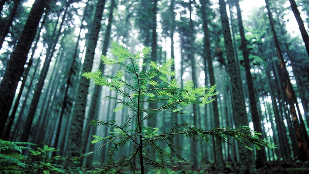 natura