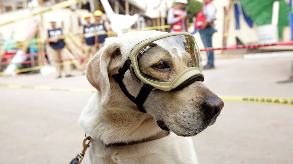 El perro de rescate Frida en una jornada de trabajo tras el terremoto de México