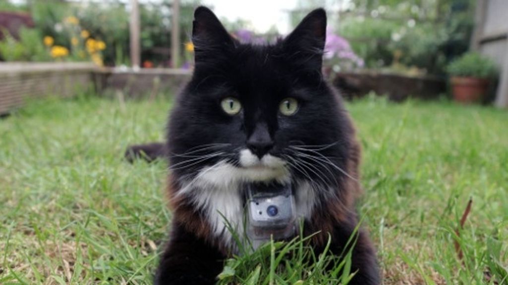 La vida secreta de los gatos