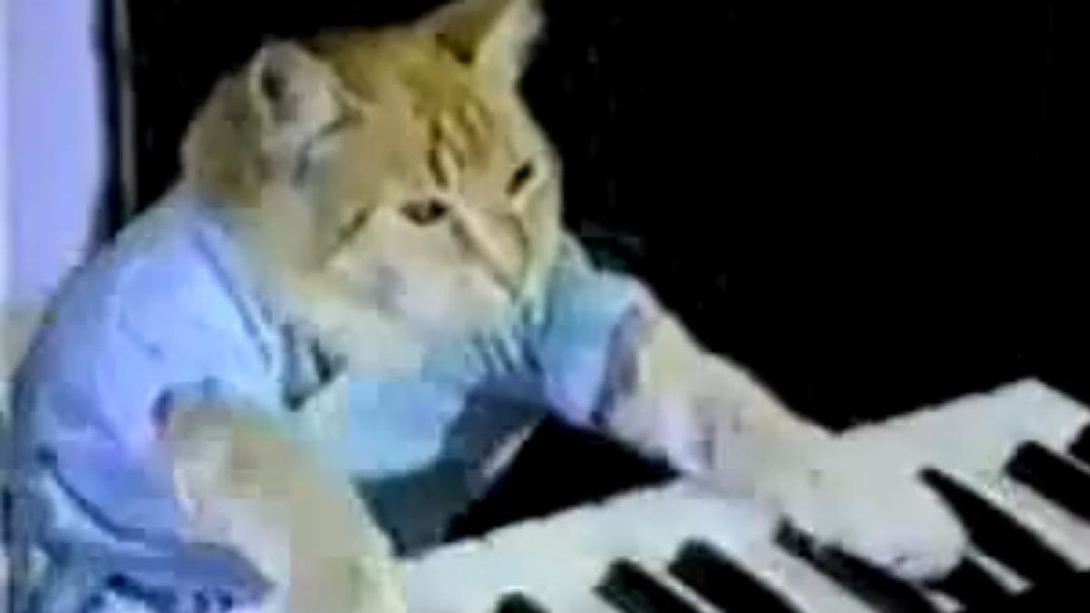 Gato tocando piano
