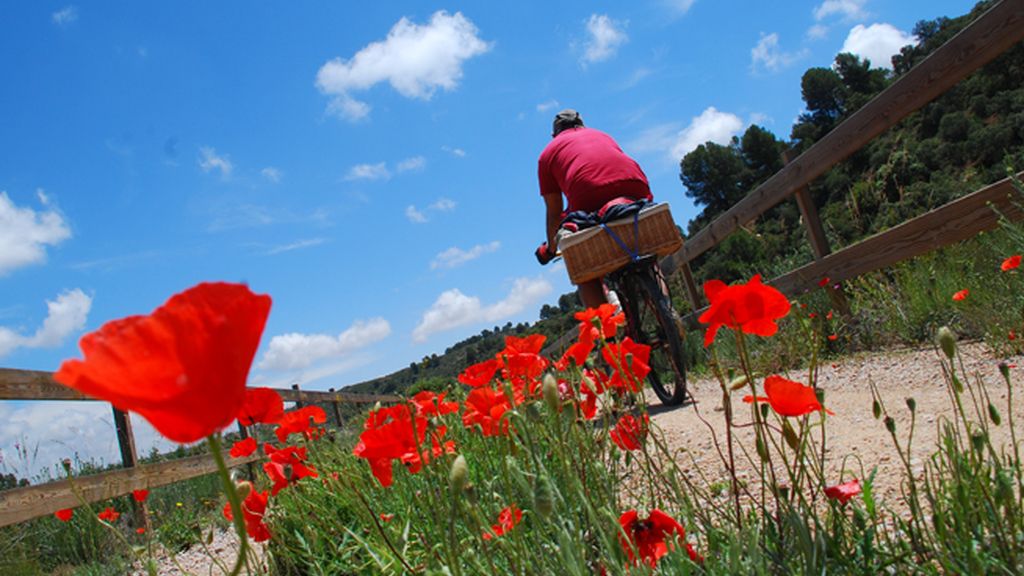 amapolas