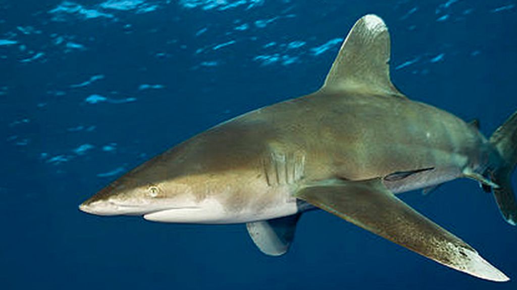 oceánico