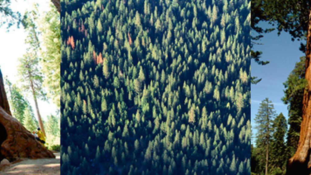 sequoia