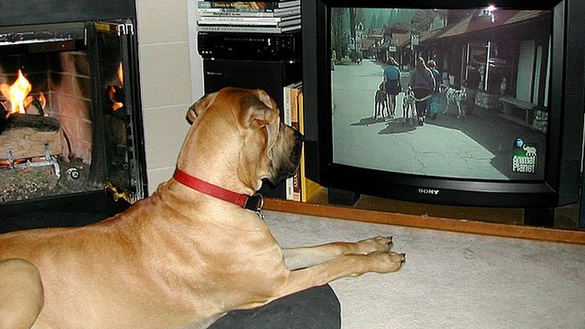 Perro mirando la televisión