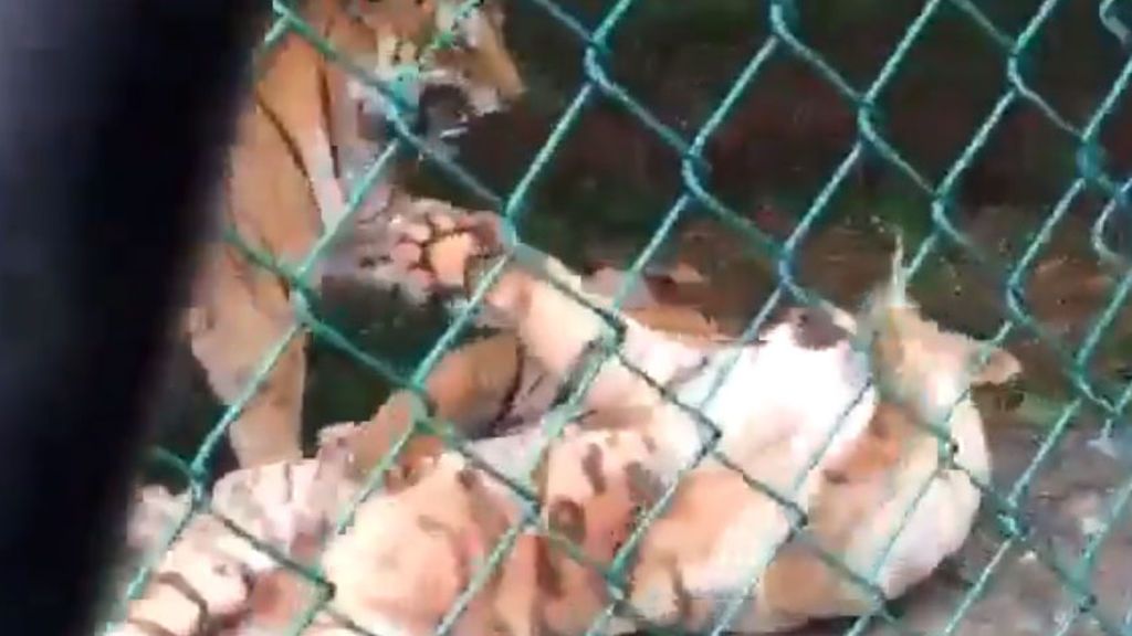 Varios tigres de Bengala matan a mordiscos y zarpazos a una tigresa blanca