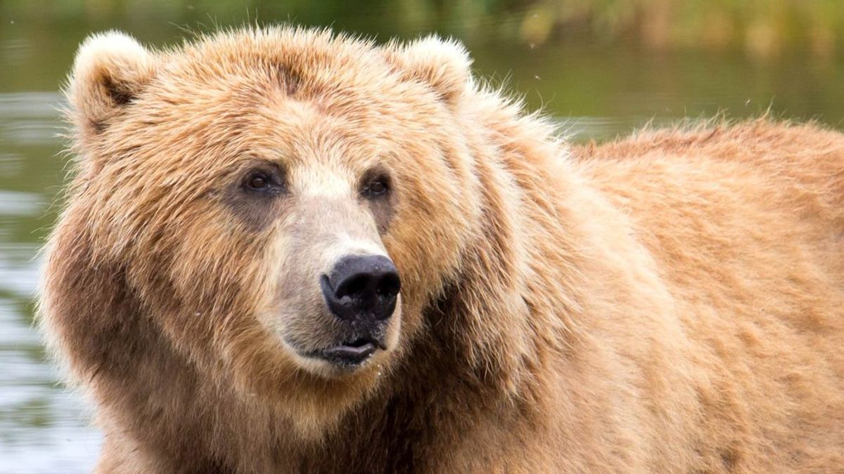 Un oso mata a un niño de 6 años delante de su hermana melliza