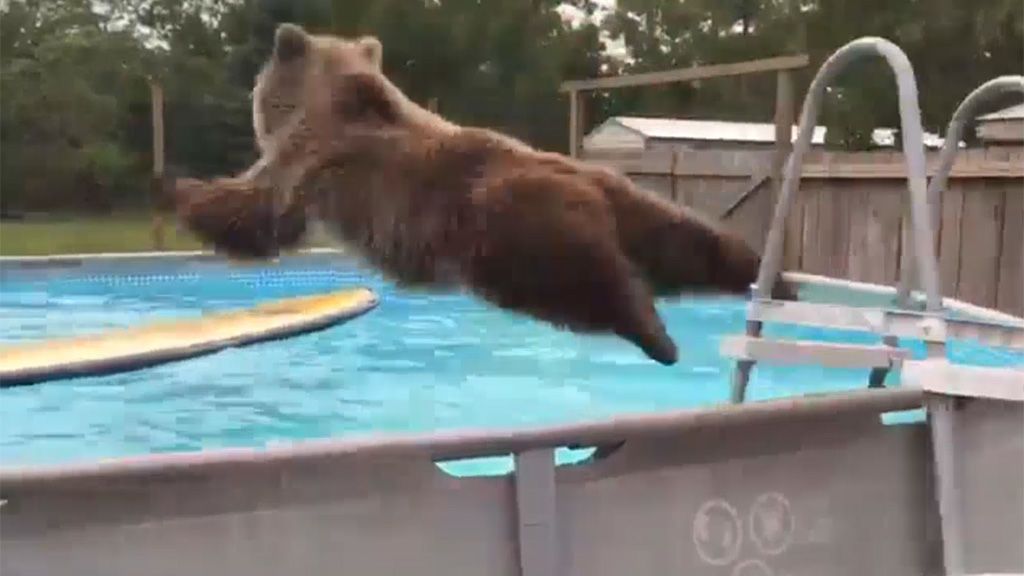 Bruiser, el oso pardo que se lanza de cabeza a la piscina