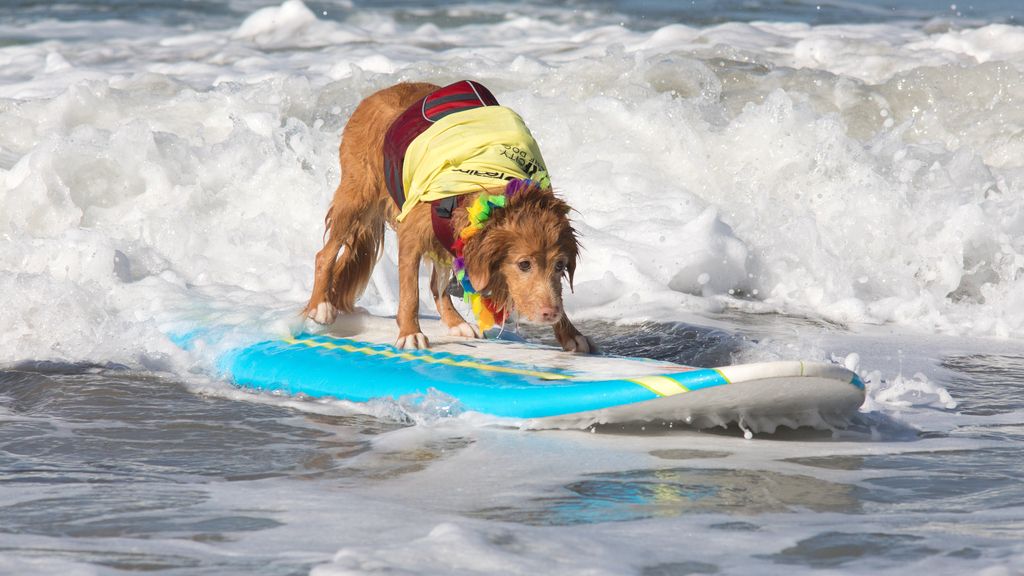 Aficionado al skate y con experiencia de un solo año: así es Dudeman, el ganador del campeonato de surf de perros