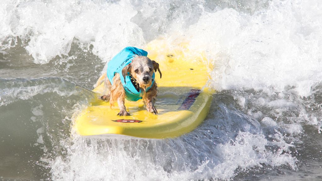 'Skater' y con solo un año de experiencia: así es Dudeman, el mejor perro surfero del mundo