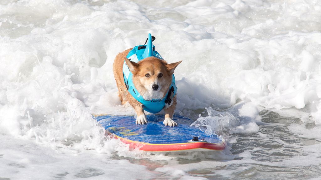 'Skater' y con solo un año de experiencia: así es Dudeman, el mejor perro surfero del mundo