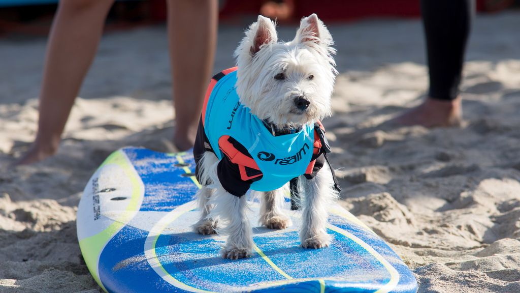 Aficionado al skate y con experiencia de un solo año: así es Dudeman, el ganador del campeonato de surf de perros