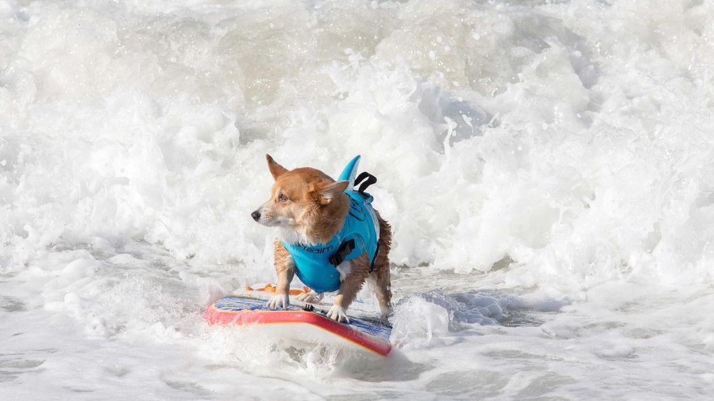 Aficionado al skate y con experiencia de un solo año: así es Dudeman, el ganador del campeonato de surf de perros