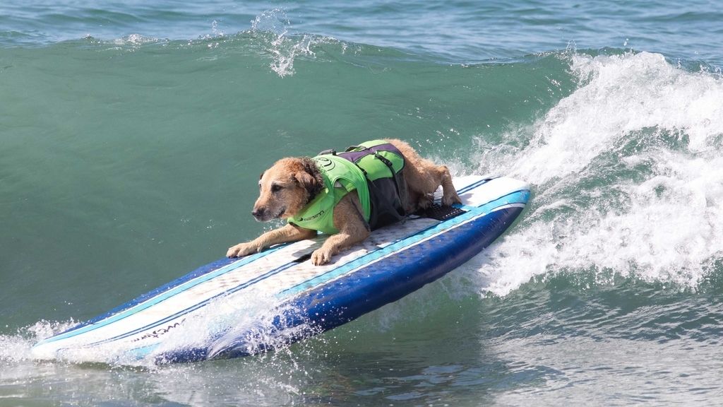 Aficionado al skate y con experiencia de un solo año: así es Dudeman, el ganador del campeonato de surf de perros