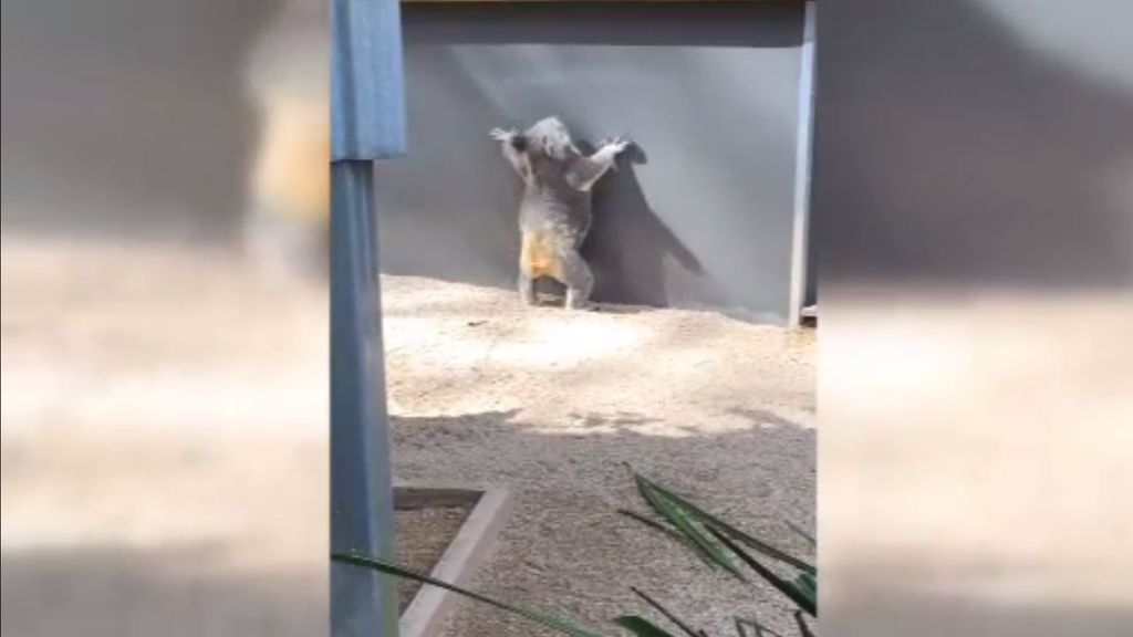 El  koala que trataba de escapar de un zoo de Singapur