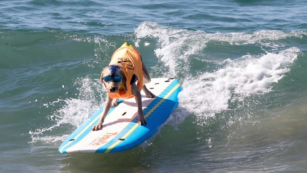Aficionado al skate y con experiencia de un solo año: así es Dudeman, el ganador del campeonato de surf de perros