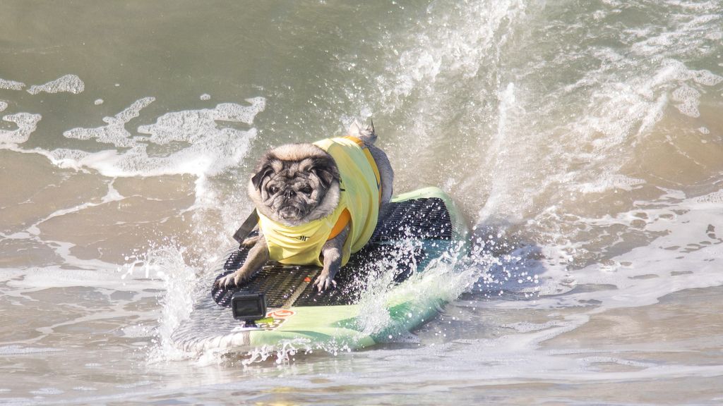Aficionado al skate y con experiencia de un solo año: así es Dudeman, el ganador del campeonato de surf de perros