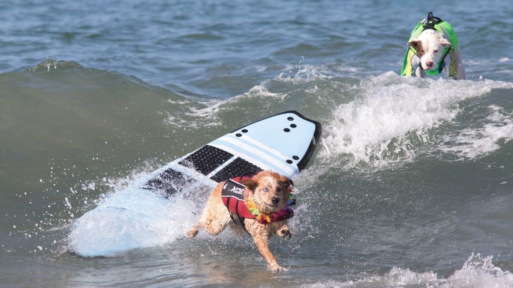 Aficionado al skate y con experiencia de un solo año: así es Dudeman, el ganador del campeonato de surf de perros