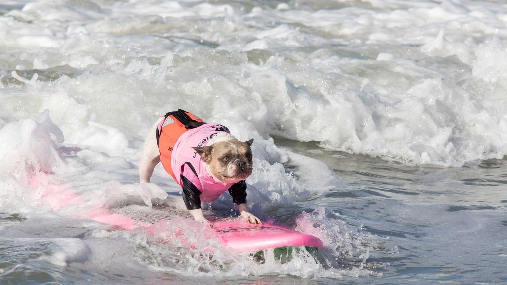 'Skater' y con solo un año de experiencia: así es Dudeman, el mejor perro surfero del mundo