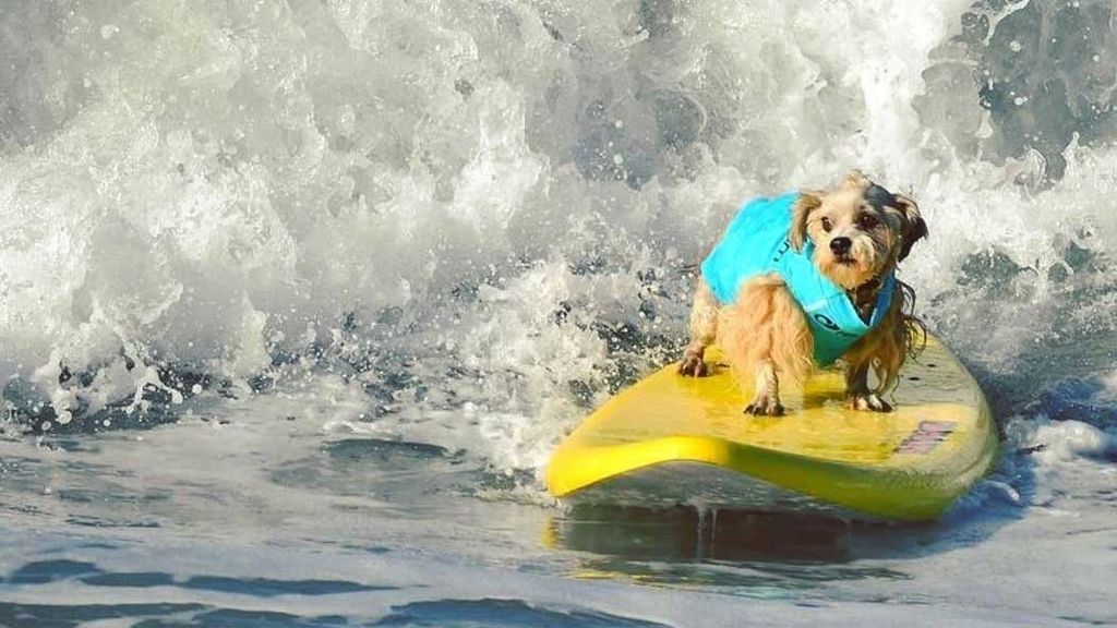 Aficionado al skate y con experiencia de un solo año: así es Dudeman, el ganador del campeonato de surf de perros