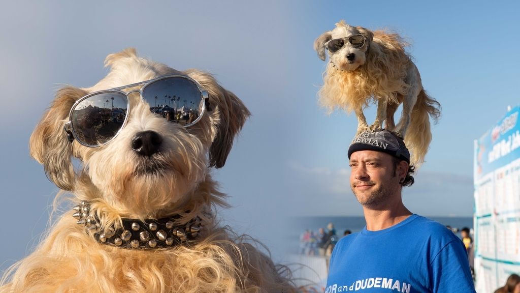 Aficionado al skate y con experiencia de un solo año: así es Dudeman, el ganador del campeonato de surf de perros