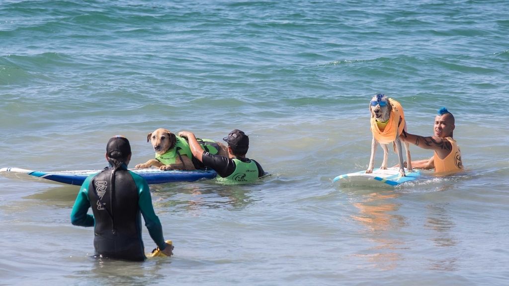 Aficionado al skate y con experiencia de un solo año: así es Dudeman, el ganador del campeonato de surf de perros