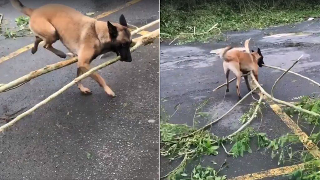 Nico, el perro que ayuda a limpiar las calles de Puerto Rico tras el paso del huracán María