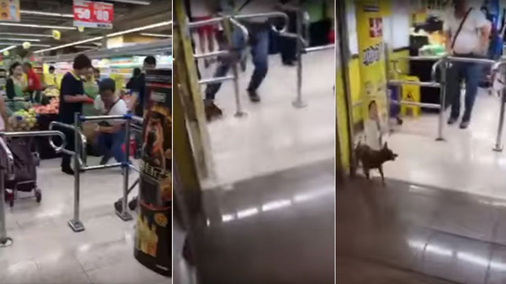 Indignación en la Red: Un hombre es grabado pateando a un perro en un supermercado