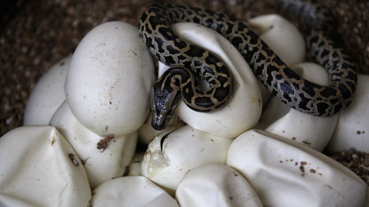 Serpiente muerde a una bebé mientras su perro neutraliza a los demás reptiles