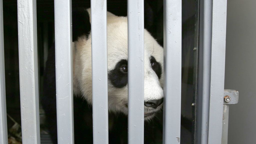 Zoológico indonesio recibe a dos pandas gigantes chinos Zoológico indonesio recibe a dos pandas gigantes chinos
