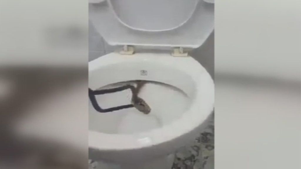 Creía que iba al baño solo... ¡pero se encontró con un inesperado visitante!