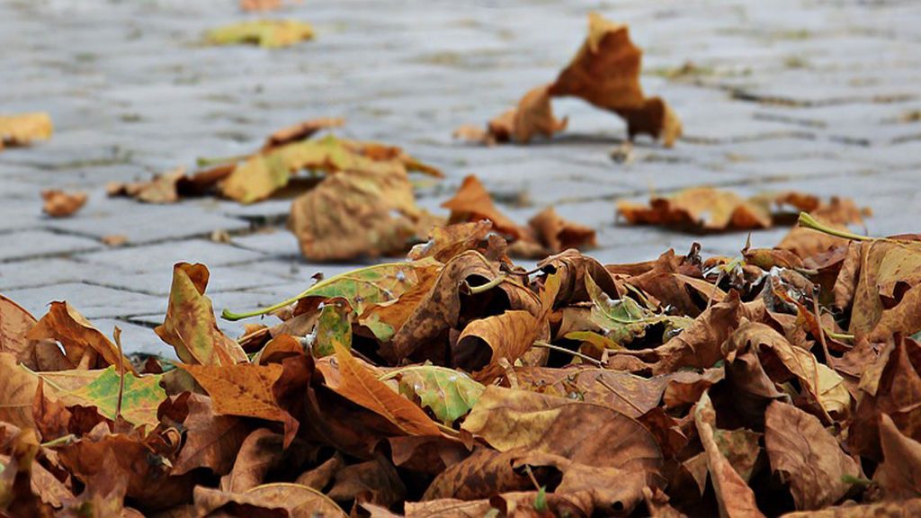 El experto habla: tres cosas que hacen que en otoño se te caiga más el pelo