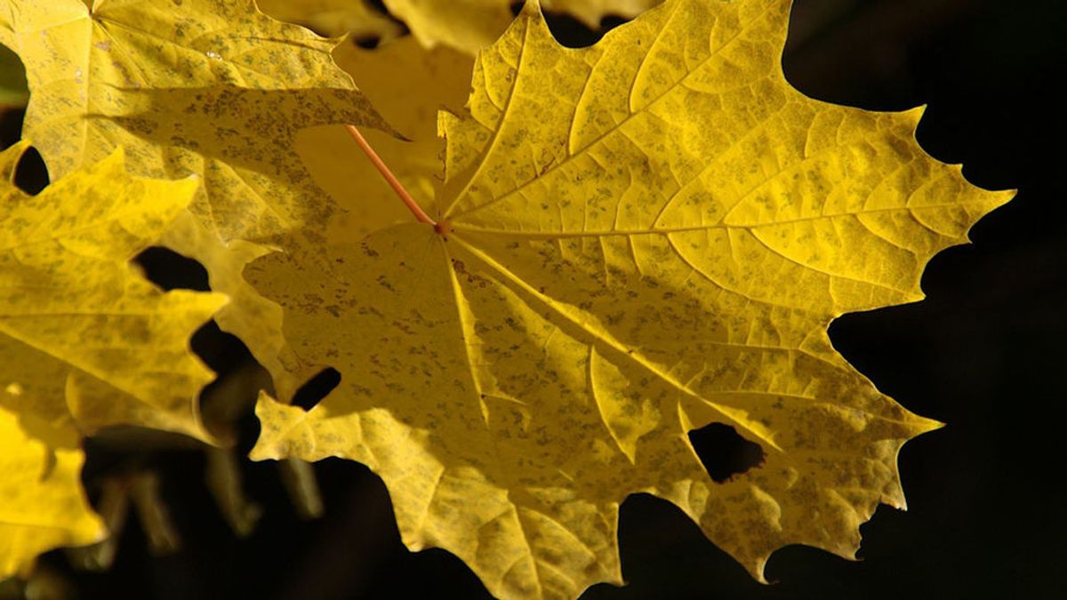 No es solo el otoño: la razón ‘meteo’ que hace que se caigan las hojas de los árboles