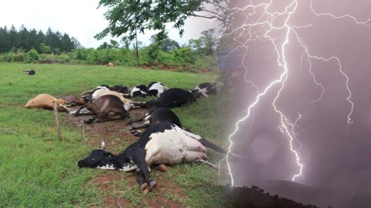 Desastre meteo: 18 vacas han muerto por culpa de un rayo