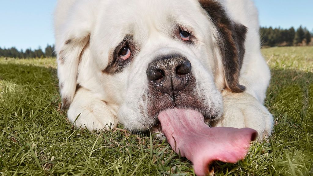 Récord Guinness al perro con la lengua más larga del mundo