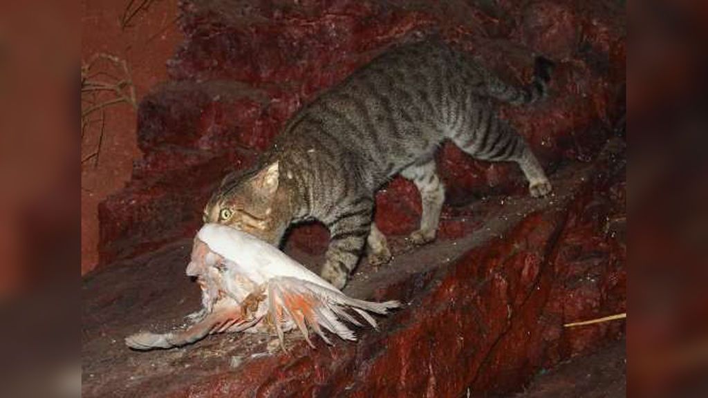 Los gatos australianos acaban con más de un millón de aves al día