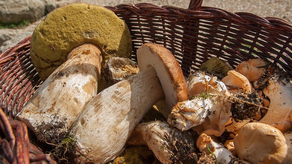Coge tu cesta de mimbre, que es hora de setas