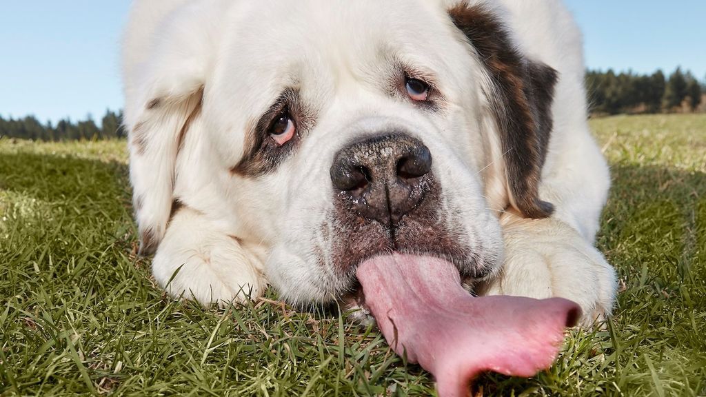 Récord Guinness al perro con la lengua más larga del mundo
