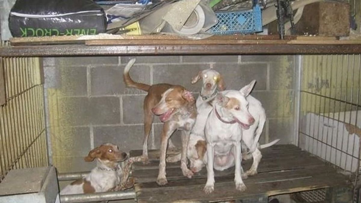 Rescatados una docena de perros que se encontraban hacinados en una nave